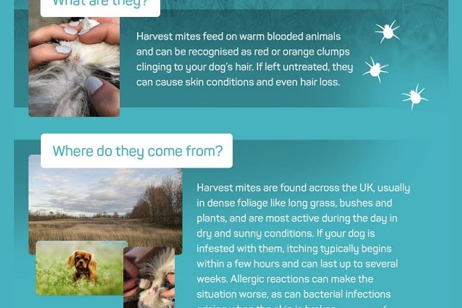 social proof testimonials web design