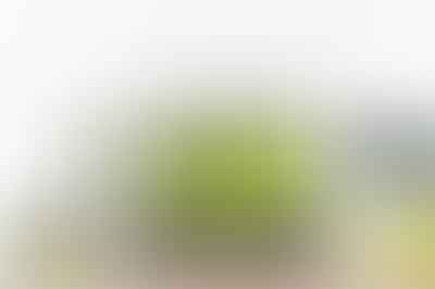 Can I change a Google+ custom URL on Your Custom Link?